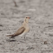 Oiseaux glaréole à collier