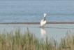 Oiseaux pélican blanc  ( juvénile )