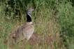 Oiseaux outarde canepetiére