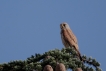 Oiseaux Faucon crécerelle