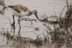 Oiseaux avocette elegante  ( juvénile )