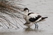 Oiseaux avocette elegante et un petit s\'abritant de la pluie