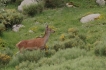 Mammifères Cerf élaphe (Biche)