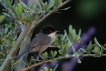 Oiseaux fauvette mélanocéphale ( mâle )