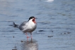 Oiseaux sternes pierregarin