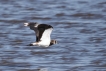 Oiseaux Vanneau Huppé (Vanellus vanellus)