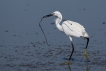 Oiseaux Aigrette garzette