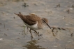 Oiseaux Chevalier Guignette