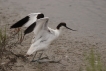 Oiseaux avocette elegante  ( juvénile )