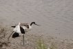 Oiseaux avocette elegante  ( juvénile )