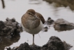 Oiseaux Chevalier Guignette