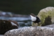 Oiseaux cincle plongeur