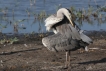 Oiseaux Héron cendré