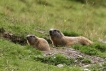 Mammifères marmottes