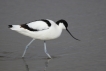 Oiseaux avocette elegante