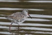 Oiseaux Chevalier arlequin