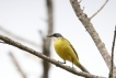 Oiseaux Bergeronette printanière (Motacilla flava)