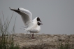 Oiseaux mouette rieuses...ha! les joies du printemps