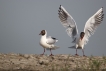 Oiseaux Mouette rieuse