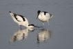 Oiseaux avocette elegante...parade amoureuse