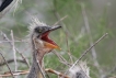 Oiseaux heron cendré \