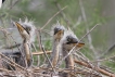 Oiseaux héron cendré...les trois frêres !