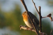 Oiseaux rouge gorge