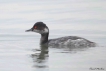 Oiseaux grebe à cou noir