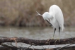 Oiseaux Aigrette garzette (Egretta garzetta)