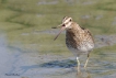 Oiseaux bècassine des marais