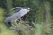 Oiseaux heron bihoreau gris