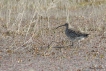 Oiseaux courlis cendré