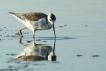 Oiseaux echasse blanche ( juvénile )