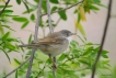 Oiseaux fauvette melanocephale (f )