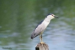 Oiseaux heron bihoreau gris