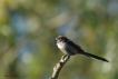 Oiseaux Mésange à longue queue (Aegithalos caudatus)