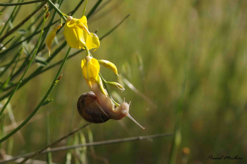 Photo Autres escargot