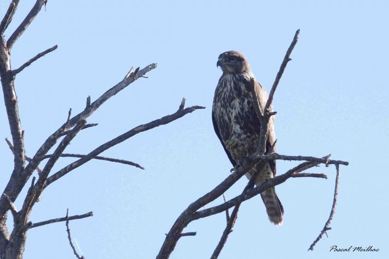 Photo Oiseaux Buse variable (Buteo Buteo)