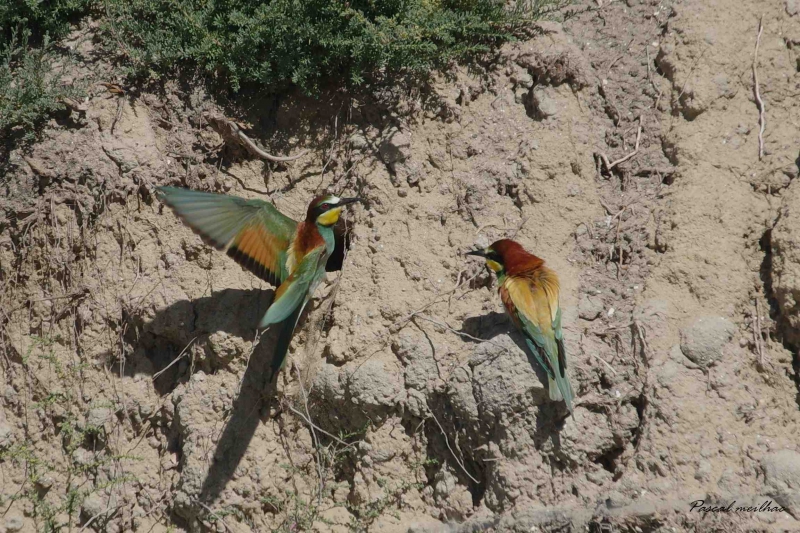 Photo Oiseaux guepier d'europe