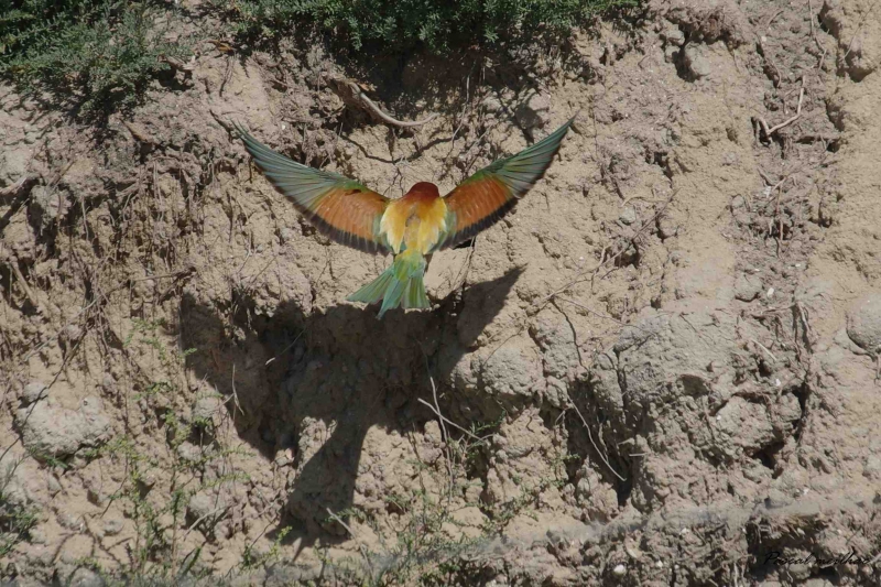 Photo Oiseaux guepier d'europe