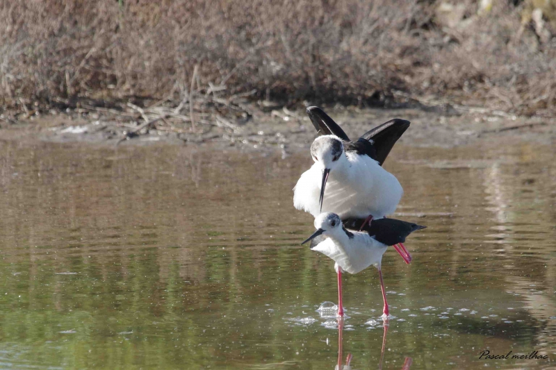 Photo Oiseaux Echasse Blanche (Himantopus himantopus)