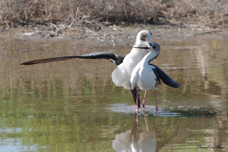 Photo Oiseaux Echasse Blanche (Himantopus himantopus)