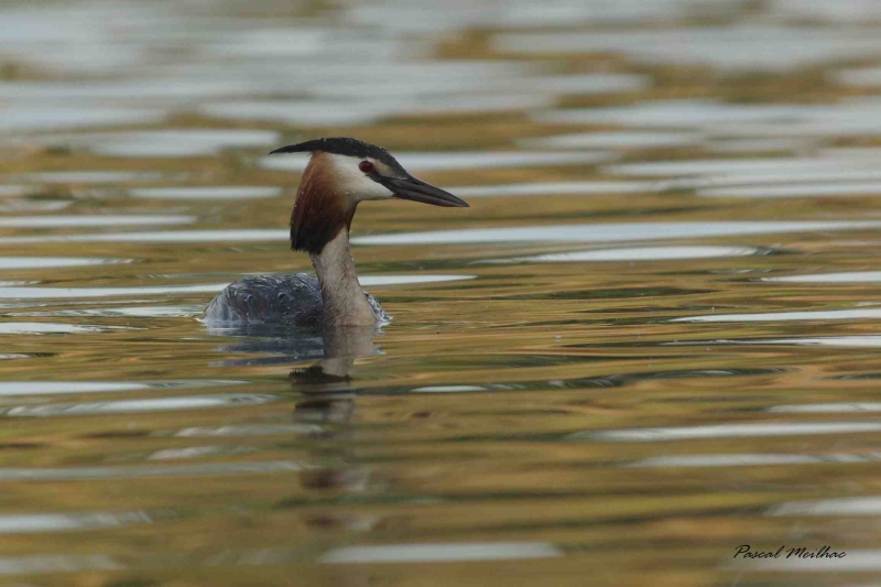 Photo Oiseaux Grèbe huppé (Podiceps cristatus)