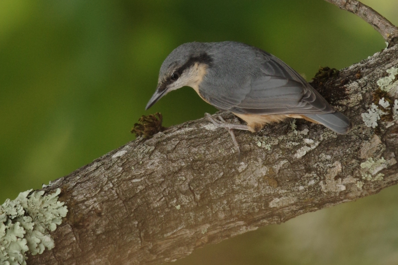 Photo Oiseaux Sittelle torchepot (Sitta europaea)