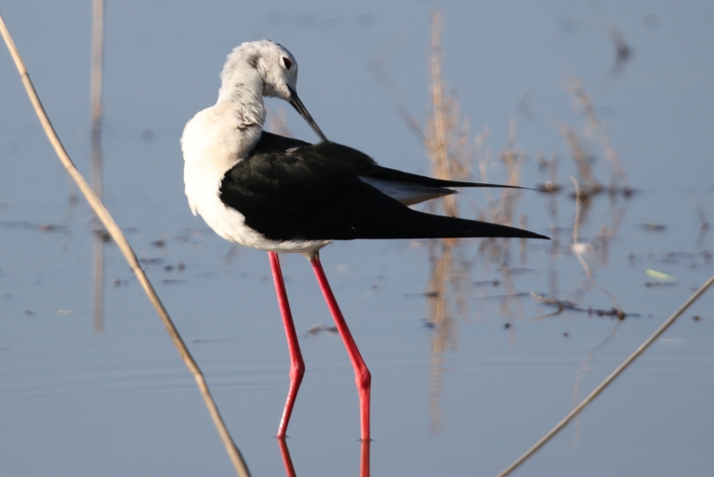 Photo Oiseaux Echasse Blanche (Himantopus himantopus)