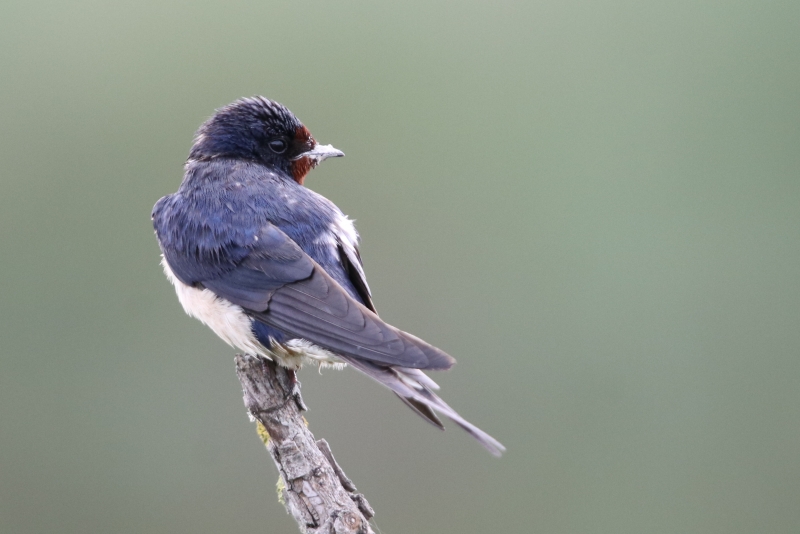 Photo Oiseaux Hirondelle rustique