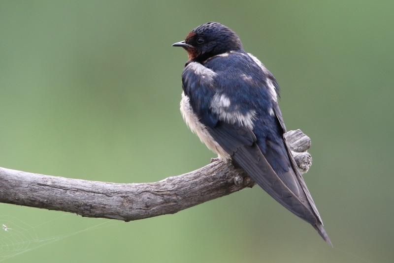 Photo Oiseaux Hirondelle rustique