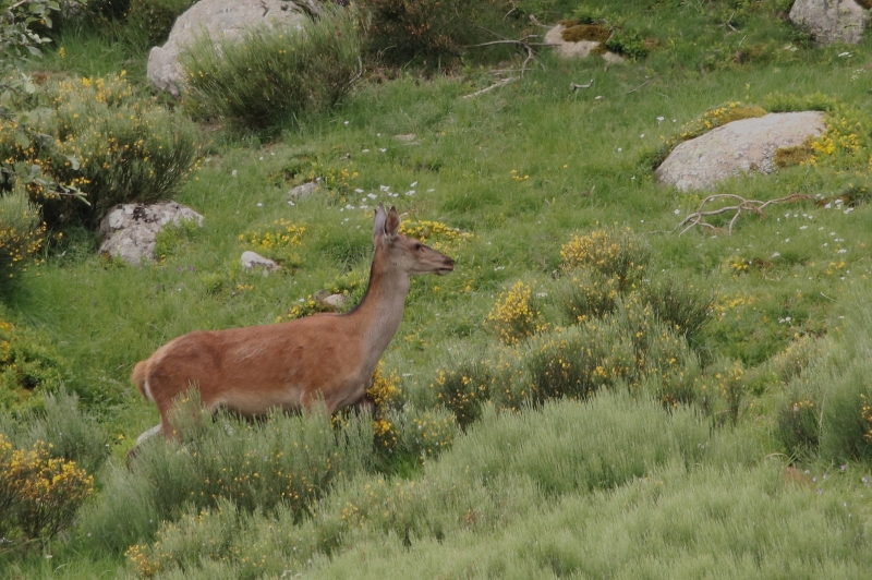 Photo Mammifères Cerf élaphe (Biche)