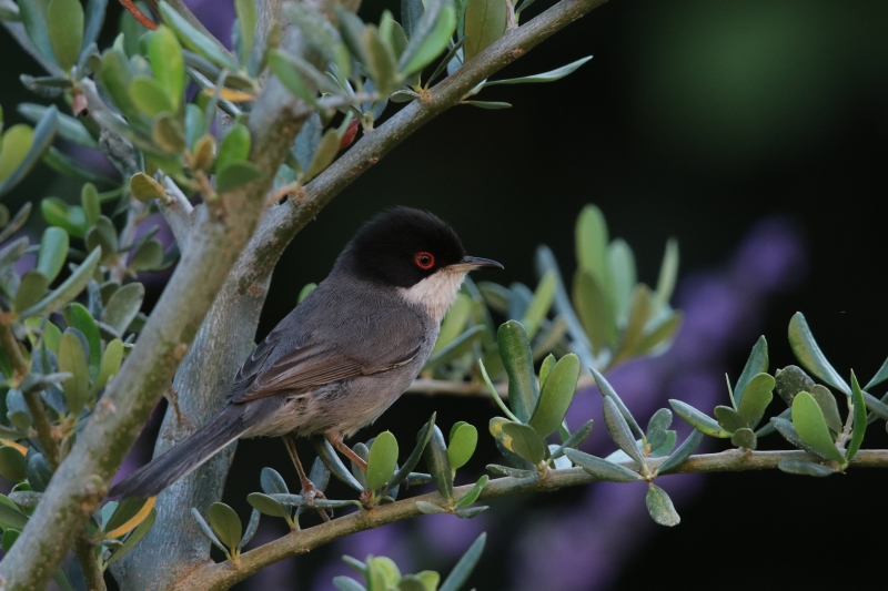 Photo Oiseaux fauvette mélanocéphale ( mâle )