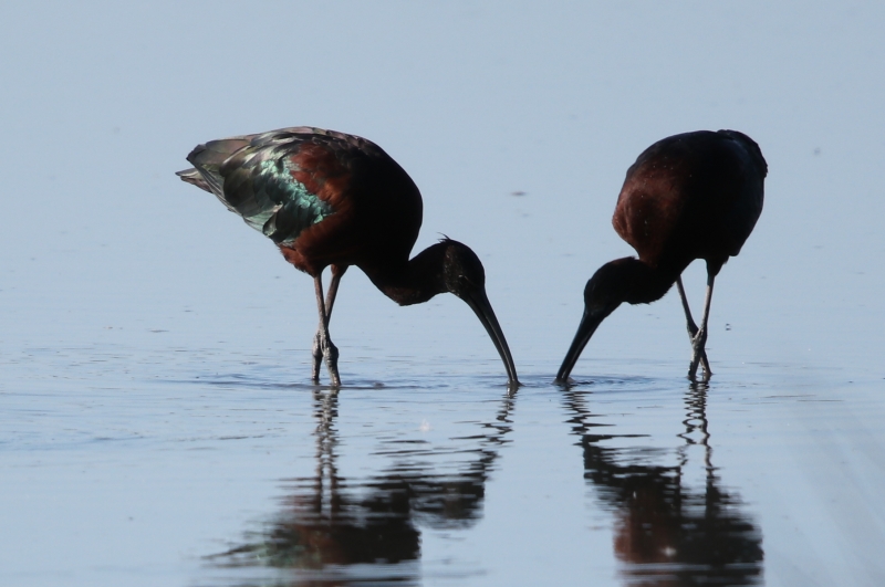 Photo Oiseaux Ibis falcinelle